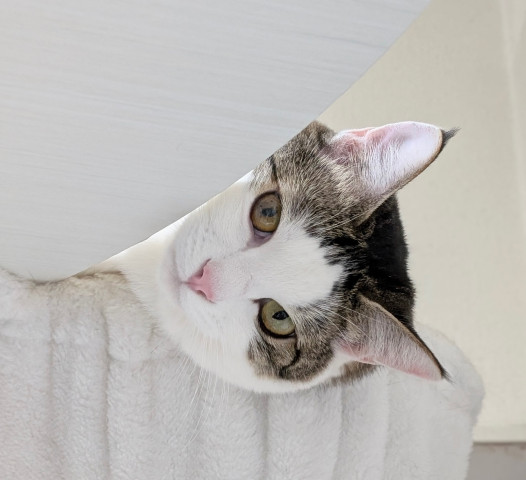 ネコ写真