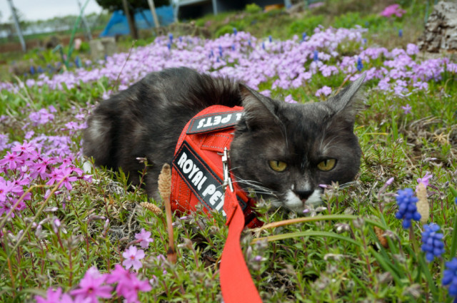 お花の中で、伏せっっ‼️