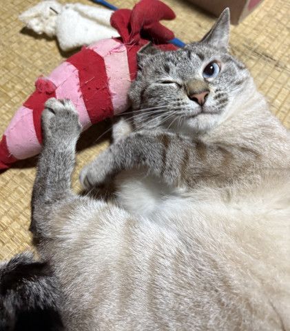 ふざけてニャイよ。