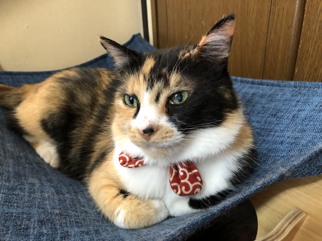 ネコ写真
