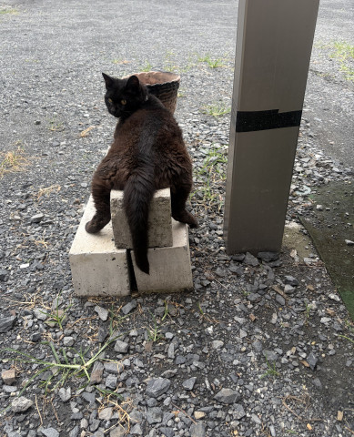 暑いニャー