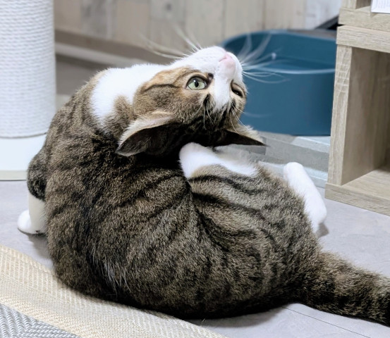 えび反り〜
