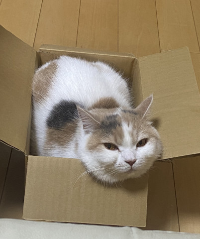 暑いですね…