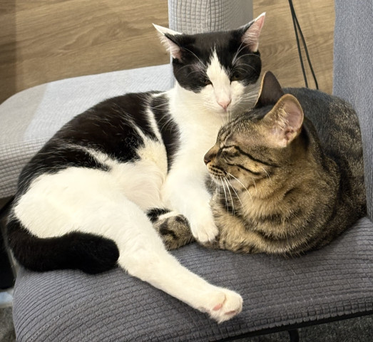 狭くても一緒がいいストーカー気質の白黒猫