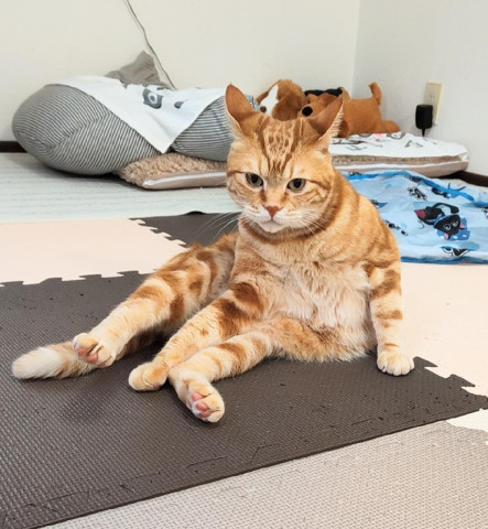 セクシーポーズ😽