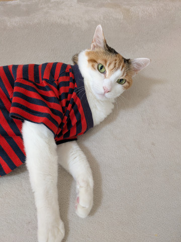 誰のTシャツだと思う？
