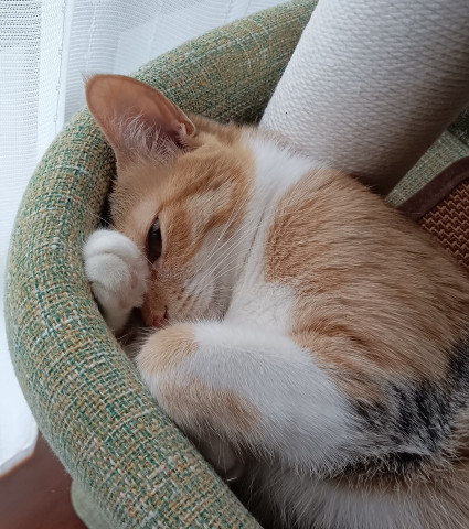 寝てるフリ