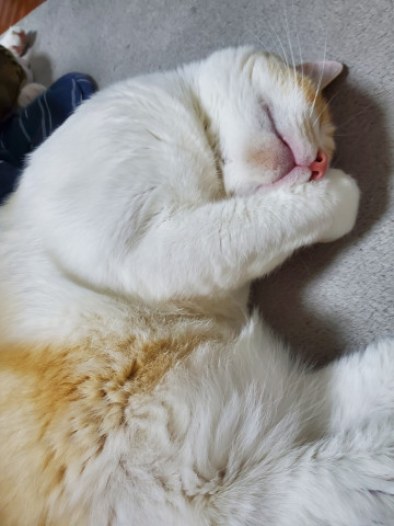 ミィ