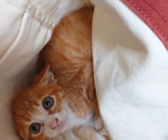 猫写真