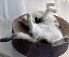 猫写真