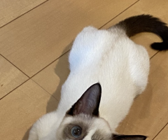 猫写真
