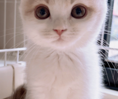 猫写真