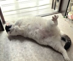 猫写真