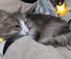 猫写真