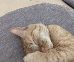猫写真