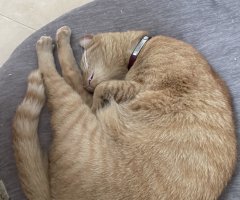 猫写真