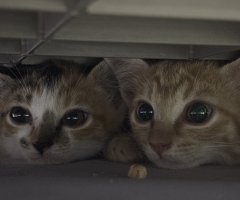猫写真