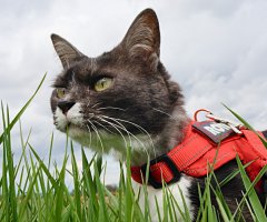 猫写真