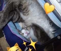 猫写真