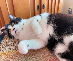 猫写真