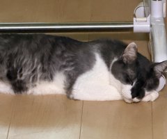 猫写真