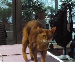 猫写真