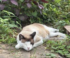 猫写真