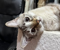 猫写真