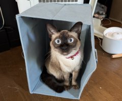 猫写真