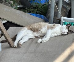 猫写真
