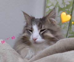 猫写真