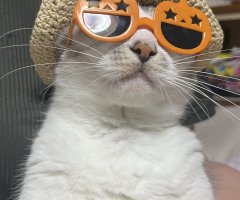 猫写真