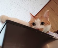 猫写真