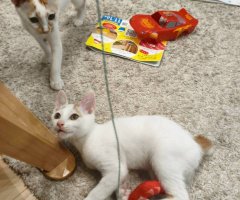 猫写真