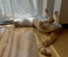猫写真
