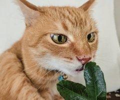 猫写真