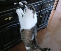 猫写真