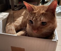 猫写真