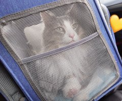 猫写真