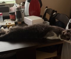 猫写真