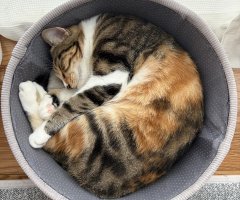 猫写真
