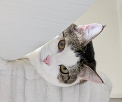 猫写真