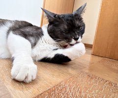 猫写真