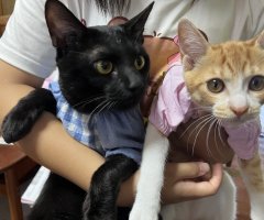 猫写真