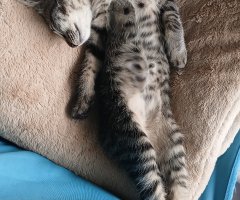 猫写真