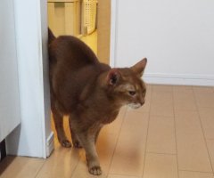 猫写真