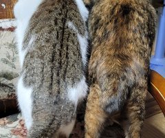 猫写真