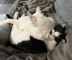 猫写真
