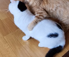 猫写真