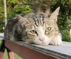 猫写真